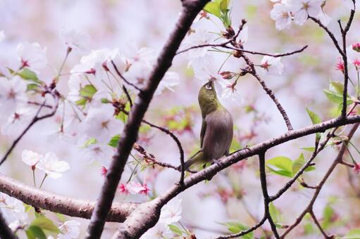 A cute Japanese white-eye sucking nectar from a cherry blossom, JPG A cute Japanese white-eye sucking nectar from a cherry blossom, JPG