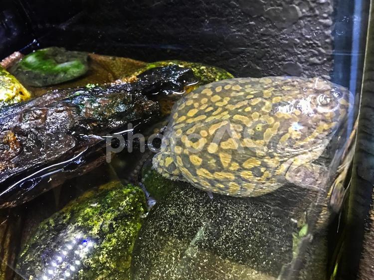 マルメタピオカガエル  マルメタピオカガエル,タピオカガエル属,カエルの写真素材