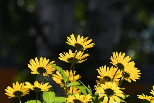 黄色い花 黄色い花の写真