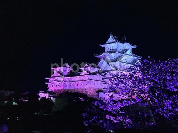 夜桜と姫路城① 姫路城,桜,ライトアップの写真素材