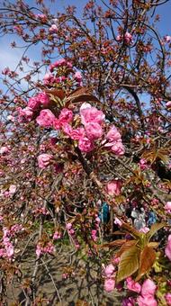 cherry blossoms, JPG