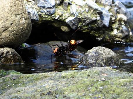 石の上から水辺に落ちたハチ 石の上から水辺に落ちたハチの写真