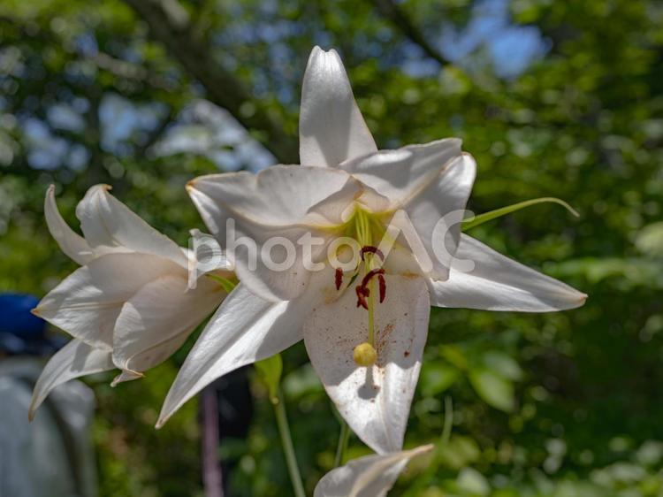 美しい笹百合の花 笹百合,満開,美しいの写真素材