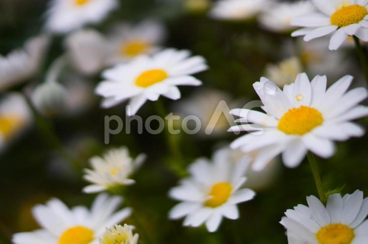 ヒナギク　アップ写真 ヒナギク,花,春の写真素材