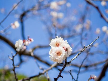 青空を背景に咲く桜 青空を背景に咲く桜の写真