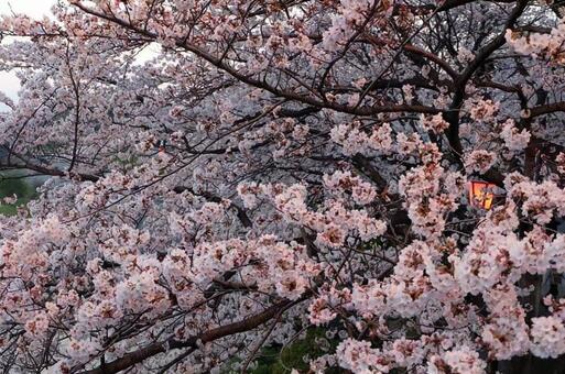桜 桜の写真