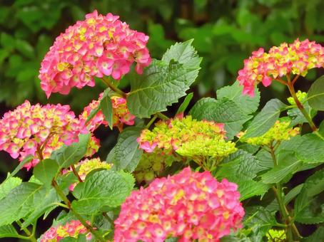 Colorful Hydrangea, JPG Colorful Hydrangea, JPG