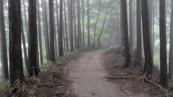霧の山道16 霧の山道16 登山道,霧,かすみの写真素材