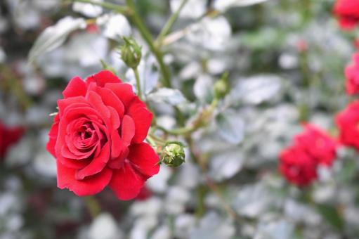 アップのバラの写真