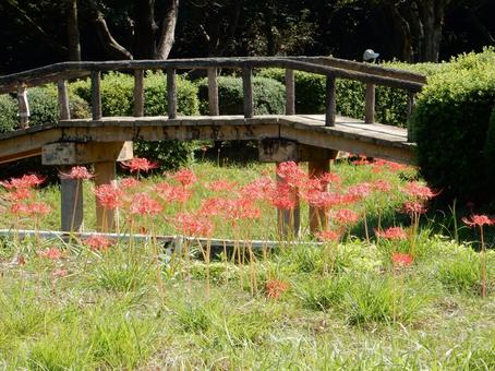 【彼岸花の写真】彼岸花が咲く風景 【彼岸花の写真】彼岸花が咲く風景 彼岸花,ヒガンバナ,赤の写真素材