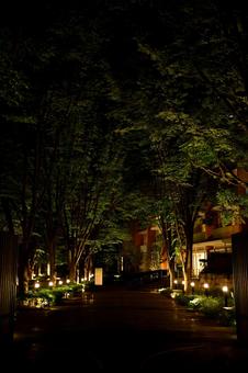 Photo, night, night view, entrance, 