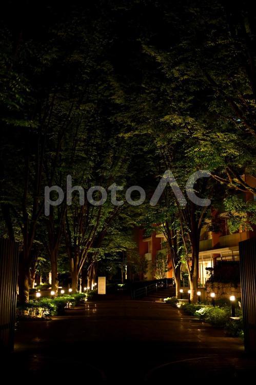 ライトアップされたビルのエントランス 夜,夜景,エントランスの写真素材