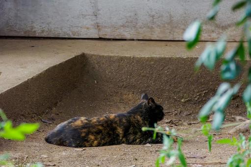 猫(220) 猫(220)の写真
