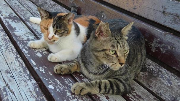 ラブラブでもふもふな三毛猫たちの夕涼み ラブラブでもふもふな三毛猫たちの夕涼みの写真