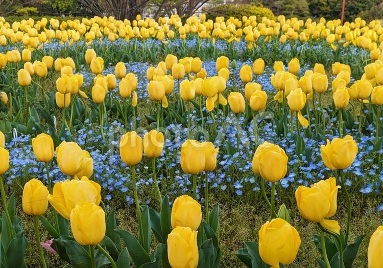 チューリップの花（黄色） チューリップ,花,春の写真素材