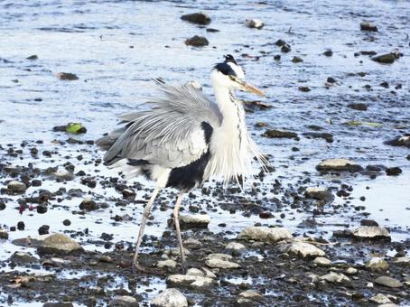 水を篩い落とすアオサギ 水を篩い落とすアオサギ 鳥,野鳥,アオサギの写真素材