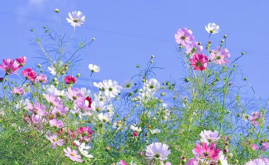 秋の綺麗なコスモスの花と青空・陽光 秋の綺麗なコスモスの花と青空・陽光の写真