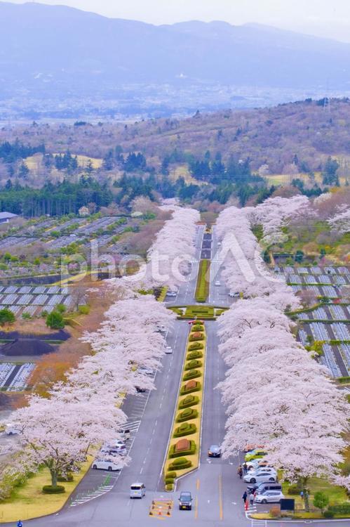 富士霊園のさくら 桜,さくら,サクラの写真素材