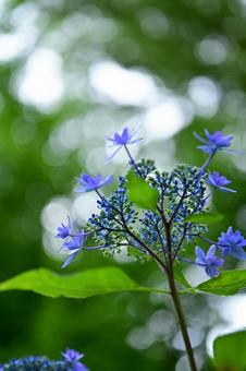 Blue petals dancing in the sky, JPG Blue petals dancing in the sky, JPG