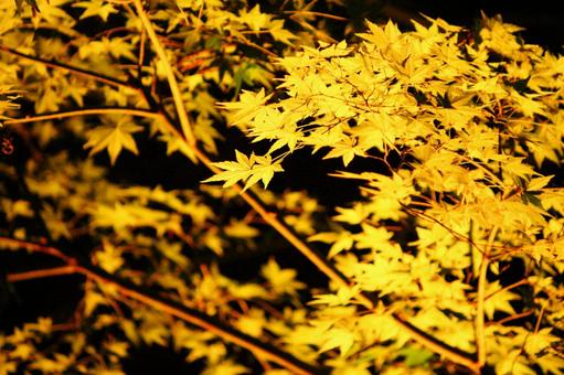 紅葉 黄 紅葉 黄の写真