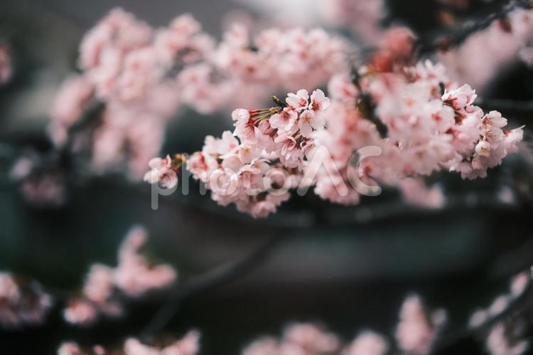 咲き誇る桜 桜,春,花の写真素材