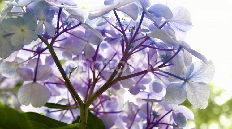 紫陽花を下から撮影 紫陽花,アジサイ,花の写真素材