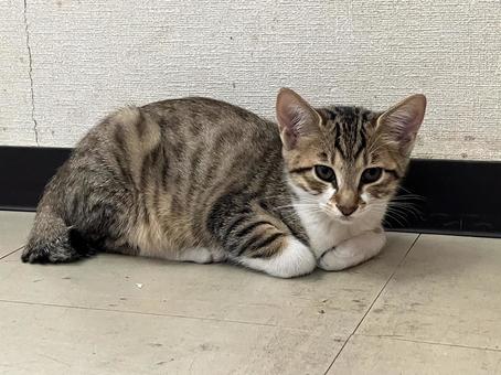 猫 猫 子ネコ,猫,暇の写真素材