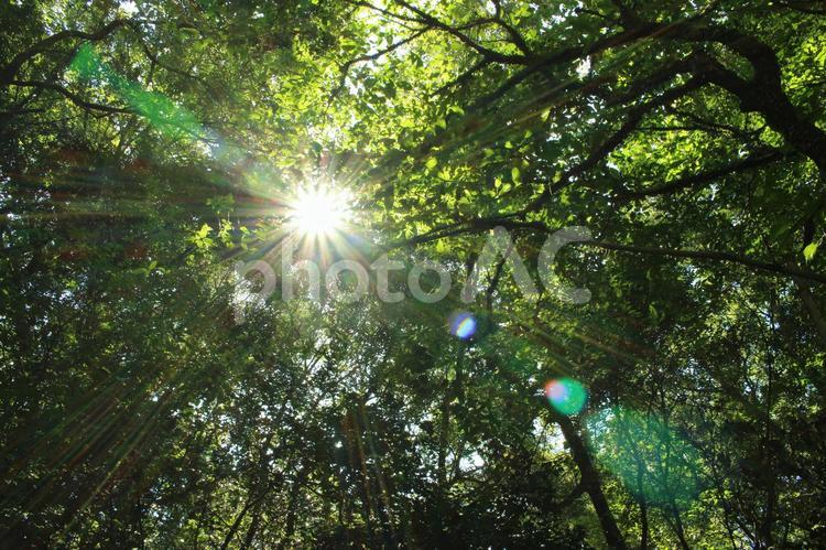 木漏れ日 木漏れ日,自然,風景の写真素材