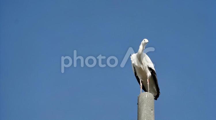 電柱のてっぺんで首を傾げるコウノトリ コウノトリ,絶滅危惧種,鳥の写真素材