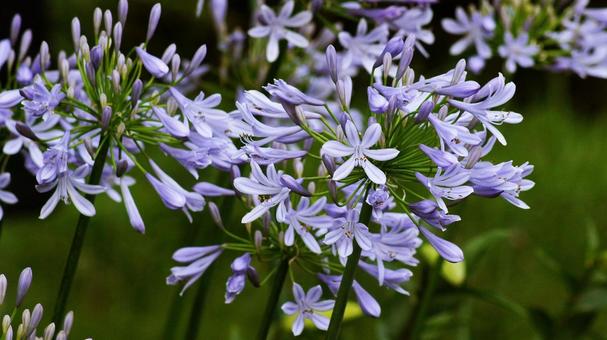 Agapanthus-192, JPG