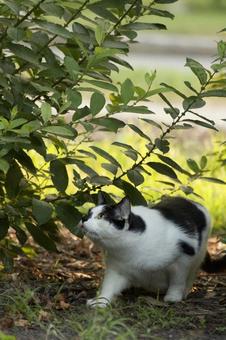 Canadian street cat, JPG