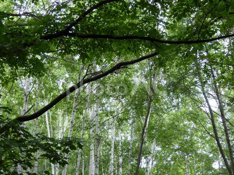 北海道の白樺原生林 北海道,木,緑の写真素材