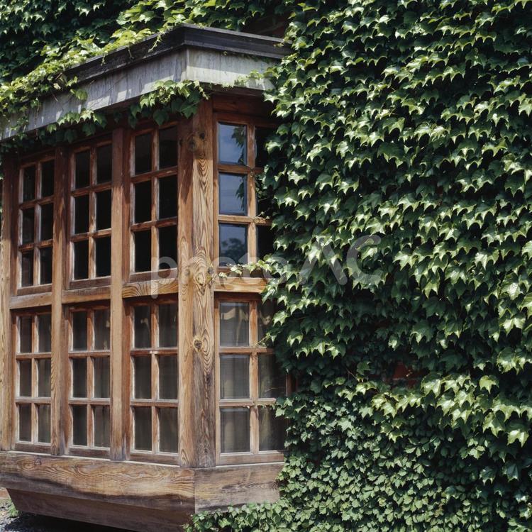 ツタがびっしり生い茂った洋館の格子窓 格子窓,ツタ,出窓の写真素材