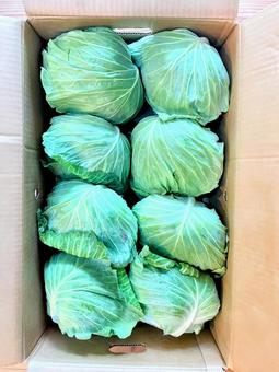 ダンボール箱に入ったキャベツ ダンボール箱に入ったキャベツ キャベツ,野菜,食材の写真素材
