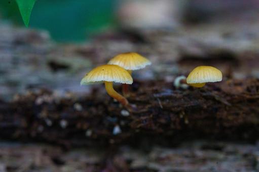 Small mushrooms growing on dead fallen trees, JPG Small mushrooms growing on dead fallen trees, JPG