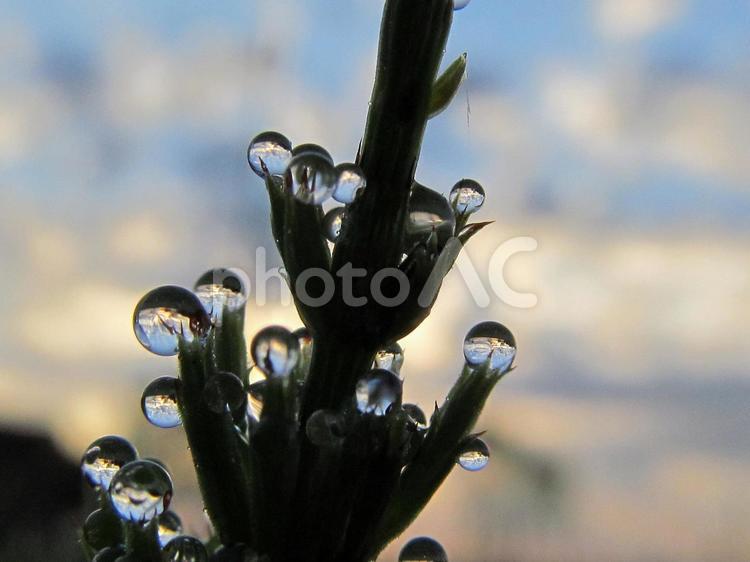水滴と緑の葉と朝日（Water drops） 水滴,すいてき,しずくの写真素材