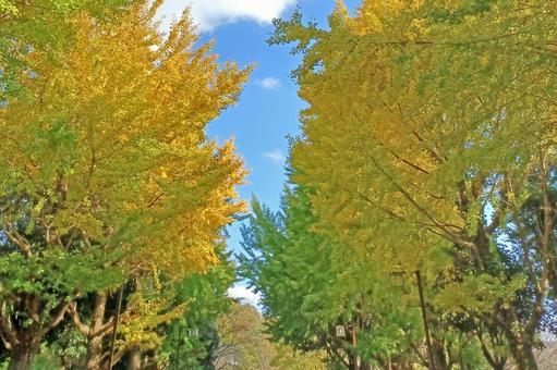 黄色く色づき始めた銀杏並木と青空 黄色く色づき始めた銀杏並木と青空 秋,イチョウ,青空の写真素材