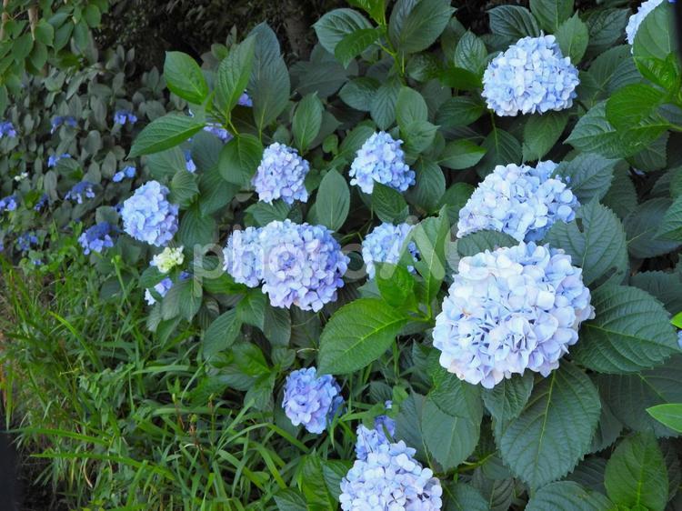 群生する水色アジサイの花 アジサイ,花,植物の写真素材