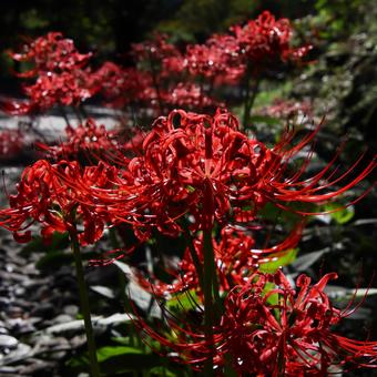 散歩道に彼岸花の写真