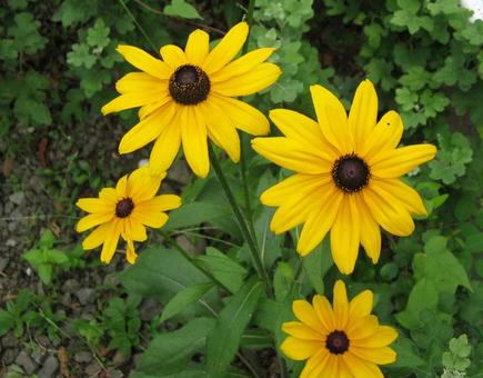 Photo, rudbake, rudbeckia, asteraceae flowering plant (parasenecio delphiniifolius), 
