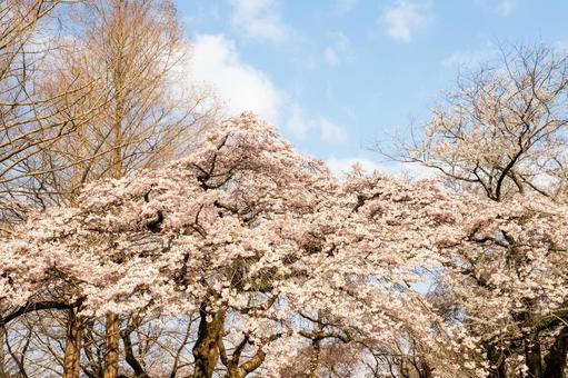 榴岡公園の桜(21) 榴岡公園の桜(21)の写真