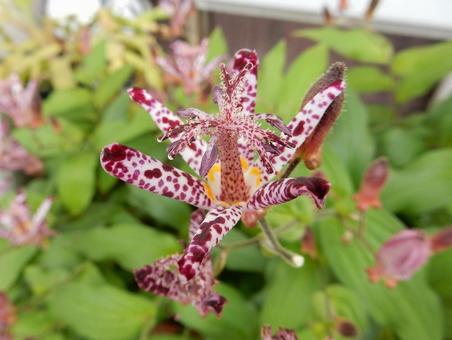 【花の写真】ホトトギス（杜鵑草）の写真