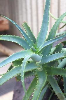 アロエの葉 アロエ,植物,葉の写真素材