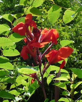 デイゴの花001 デイゴの花001の写真