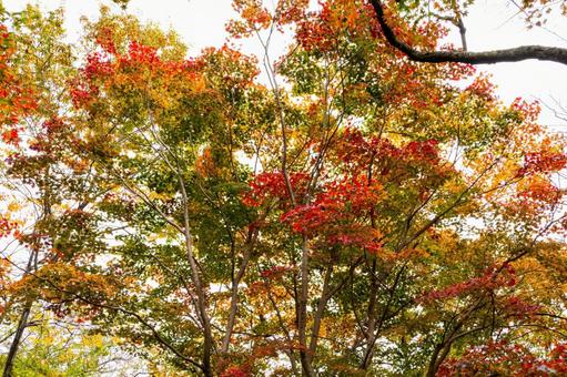 秋の磊々峡(34)の写真