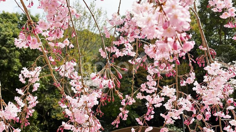 満開に咲き誇る春のしだれ桜 桜,満開,しだれ桜の写真素材