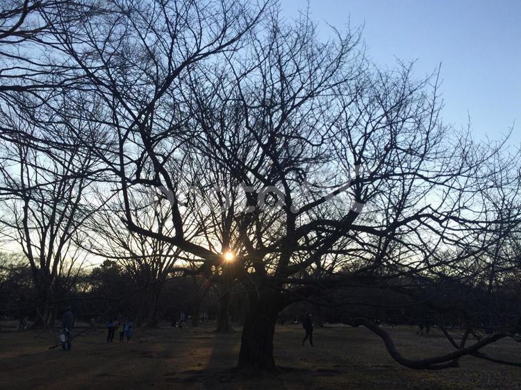 夕日　その４ 夕日,木漏れ日,公園の写真素材