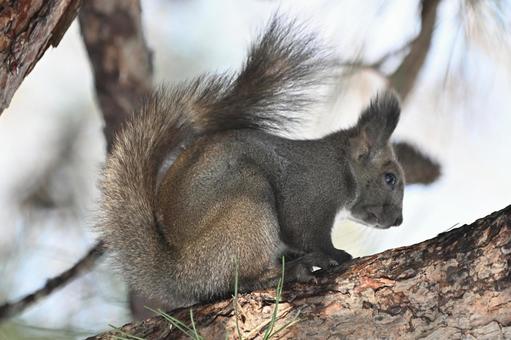 リス エゾリス,哺乳類,野生の写真素材
