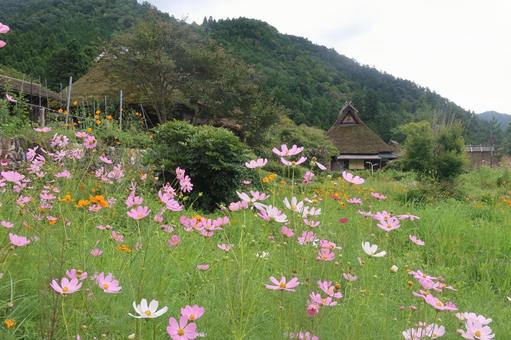 美山かやぶきの里のコスモス 美山かやぶきの里のコスモス 9月,秋,花の写真素材