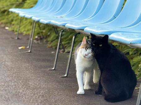 挨拶を交わす猫たち 挨拶を交わす猫たちの写真